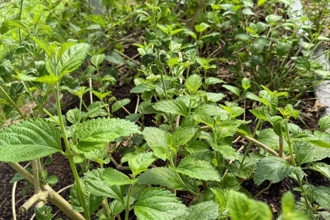 SUS amplia investimento em fitoterapia – 17/10/2025 – Equilíbrio e Saúde