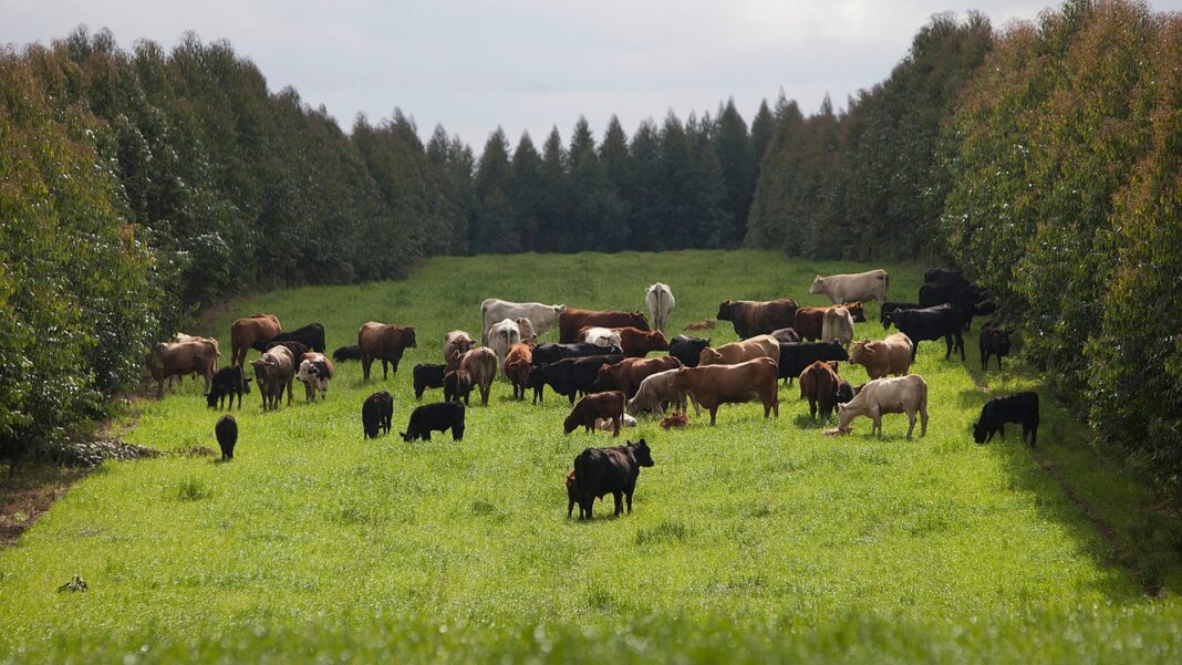 Agro quer dissuadir governo de lançar Plano Clima na COP30