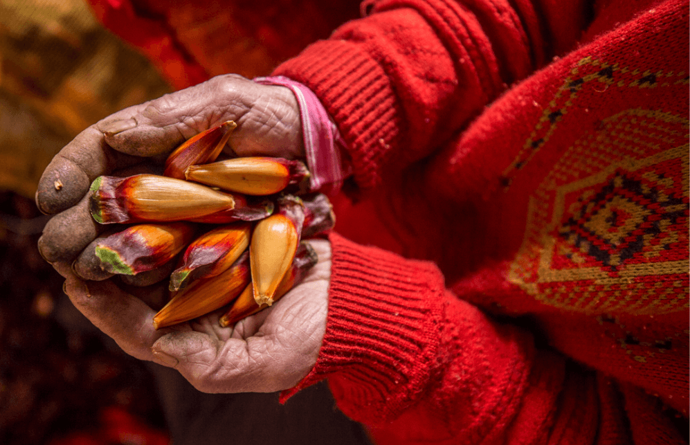 5 Coisas que Só Quem é do Paraná Entende