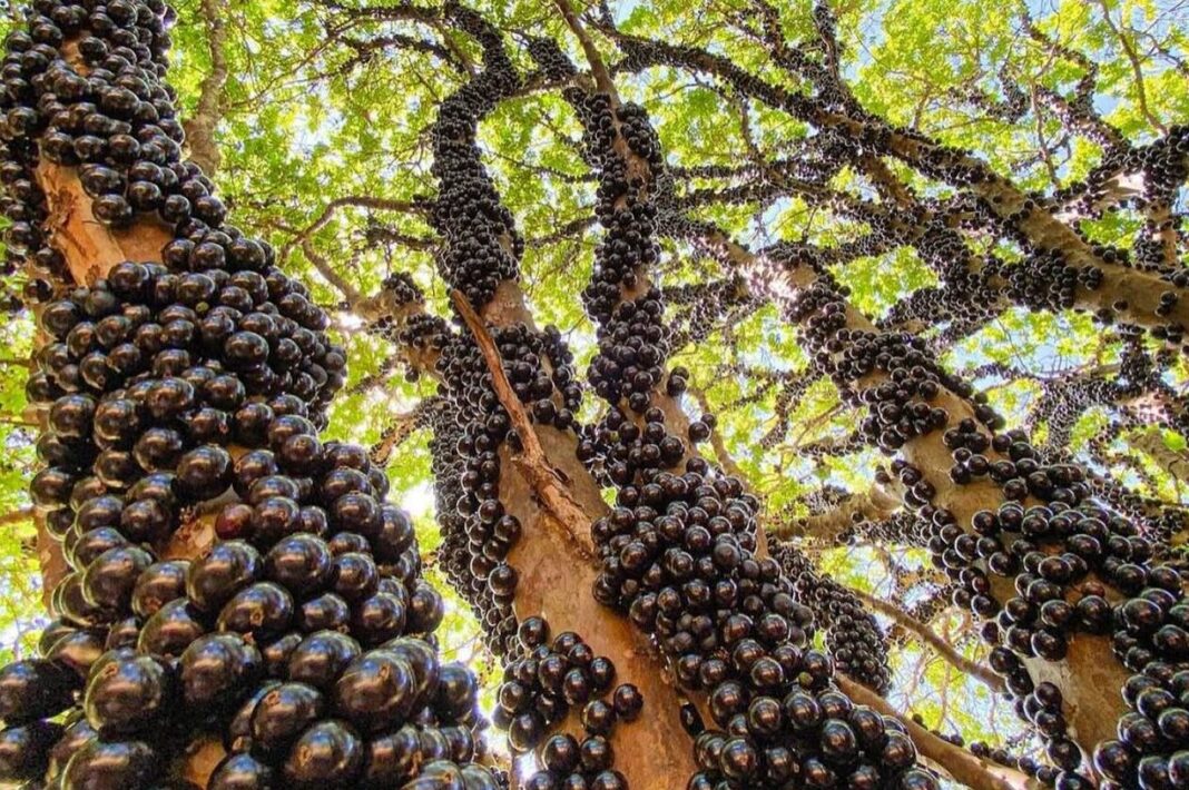 Conheça a maior plantação do mundo de jabuticaba