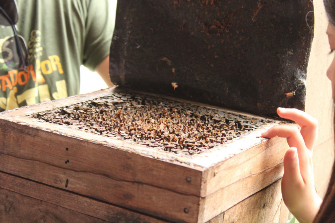 Abelhas sem ferrão transformam escolas do Paraná em laboratórios ambientais