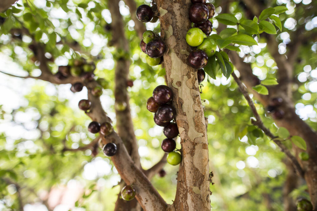 Jabuticaba contribui para controle do apetite, diz estudo – 07/11/2025 – Equilíbrio
