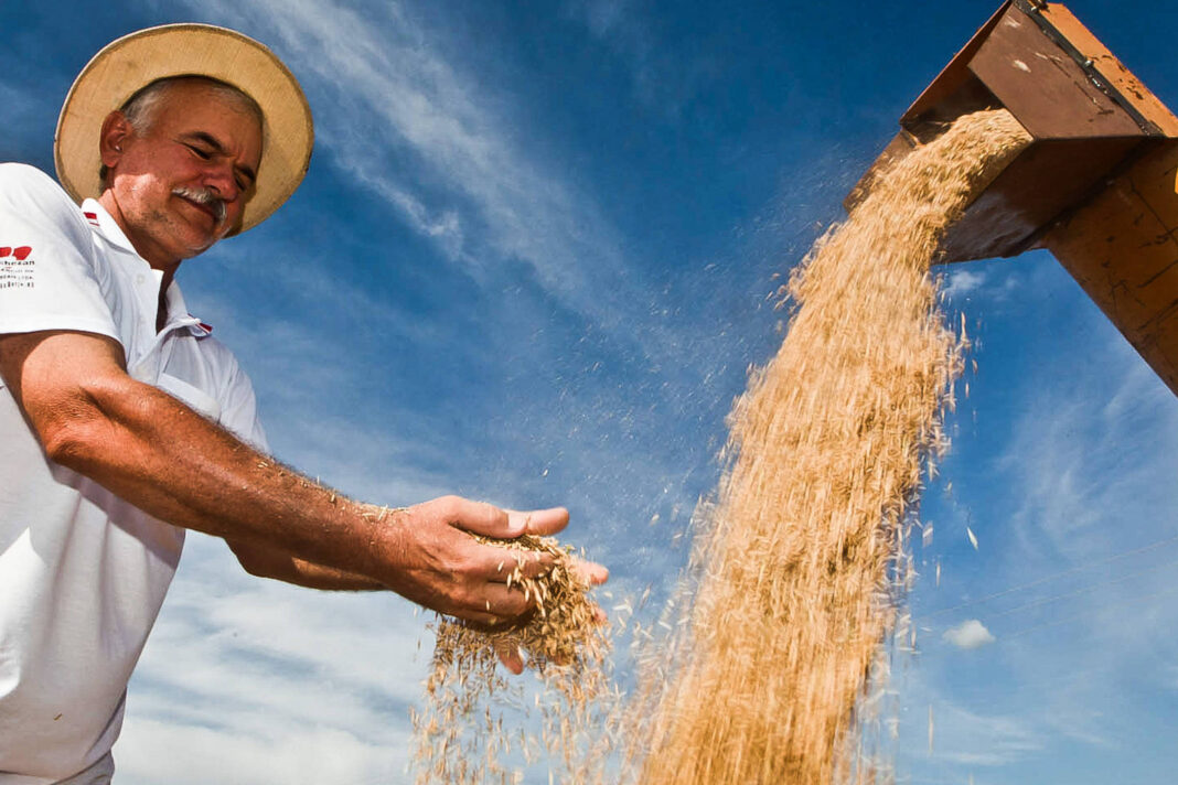 Arroz, na disputa com soja, preço do cereal sobe em 2026 – 19/11/2025 – Vaivém