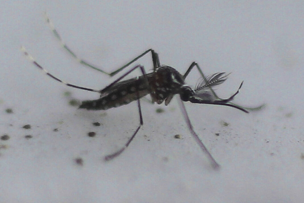 Anvisa aprovará vacina da dengue até dezembro, diz Padilha – 03/11/2025 – Equilíbrio e Saúde