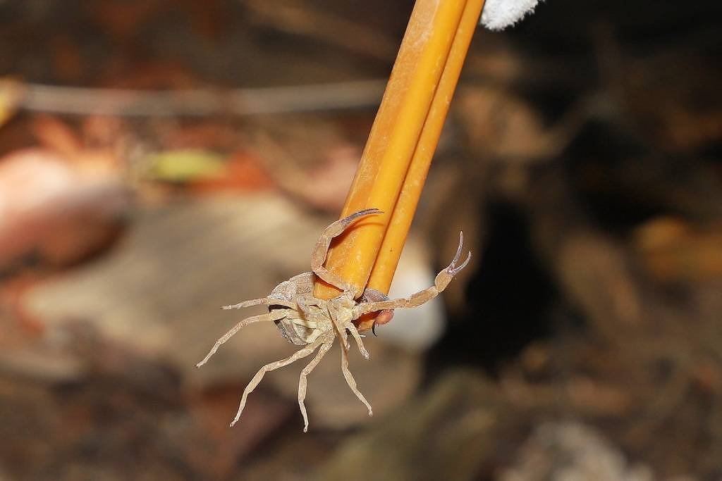 SP é o estado com mais acidentes com escorpiões – 21/11/2025 – Equilíbrio e Saúde