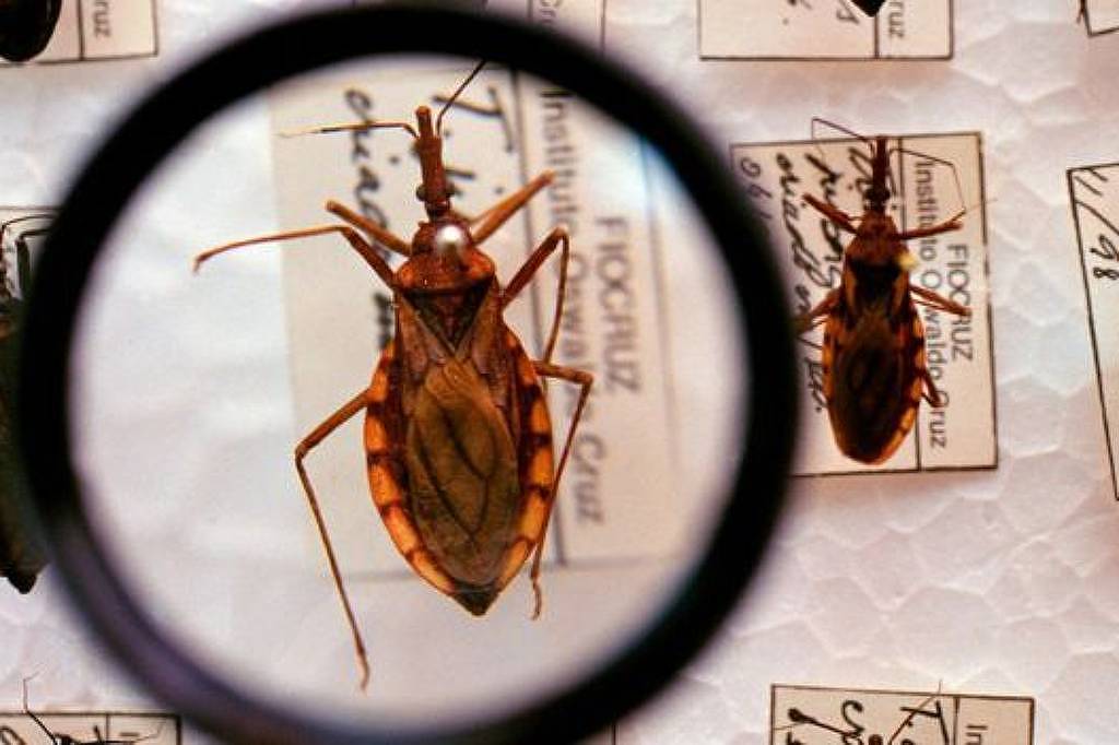 Estudo inédito avança no tratamento da doença de Chagas – 17/02/2026 – Equilíbrio e Saúde