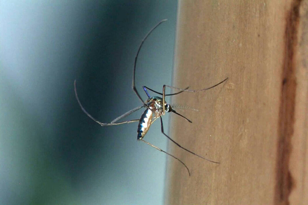 Butantan cria primeira terapia contra febre amarela – 19/11/2025 – Equilíbrio e Saúde