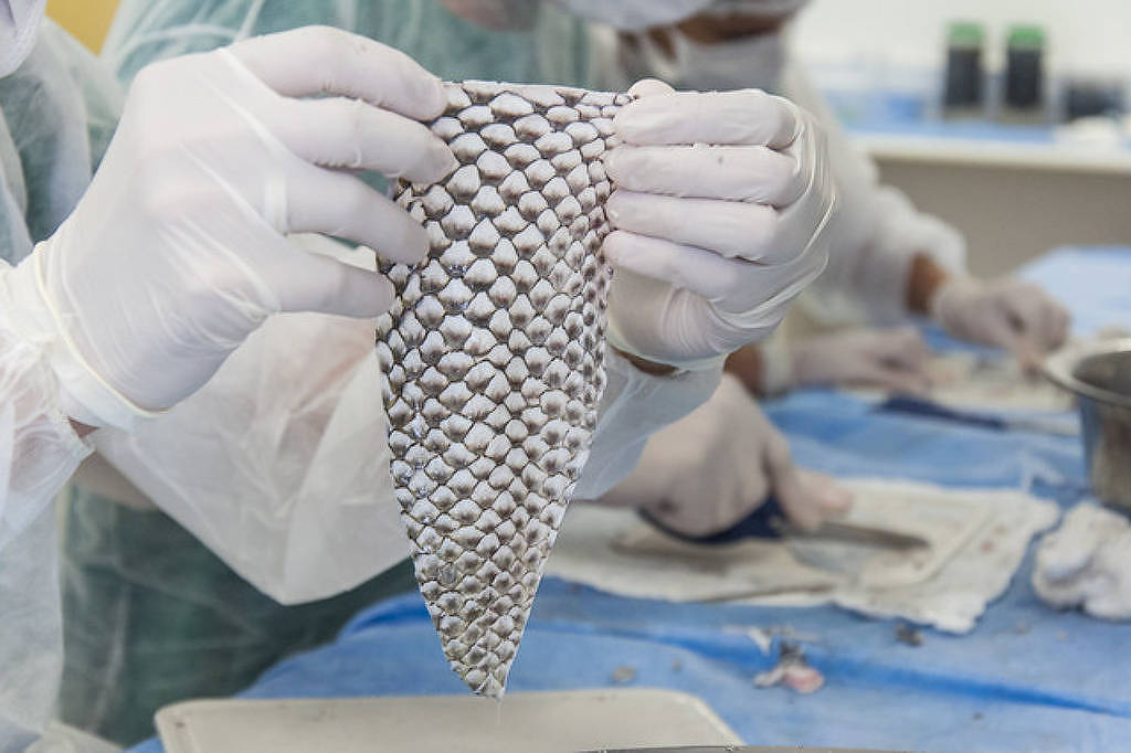 Universidade viabiliza curativo via pele de tilápia – 19/11/2025 – Equilíbrio e Saúde