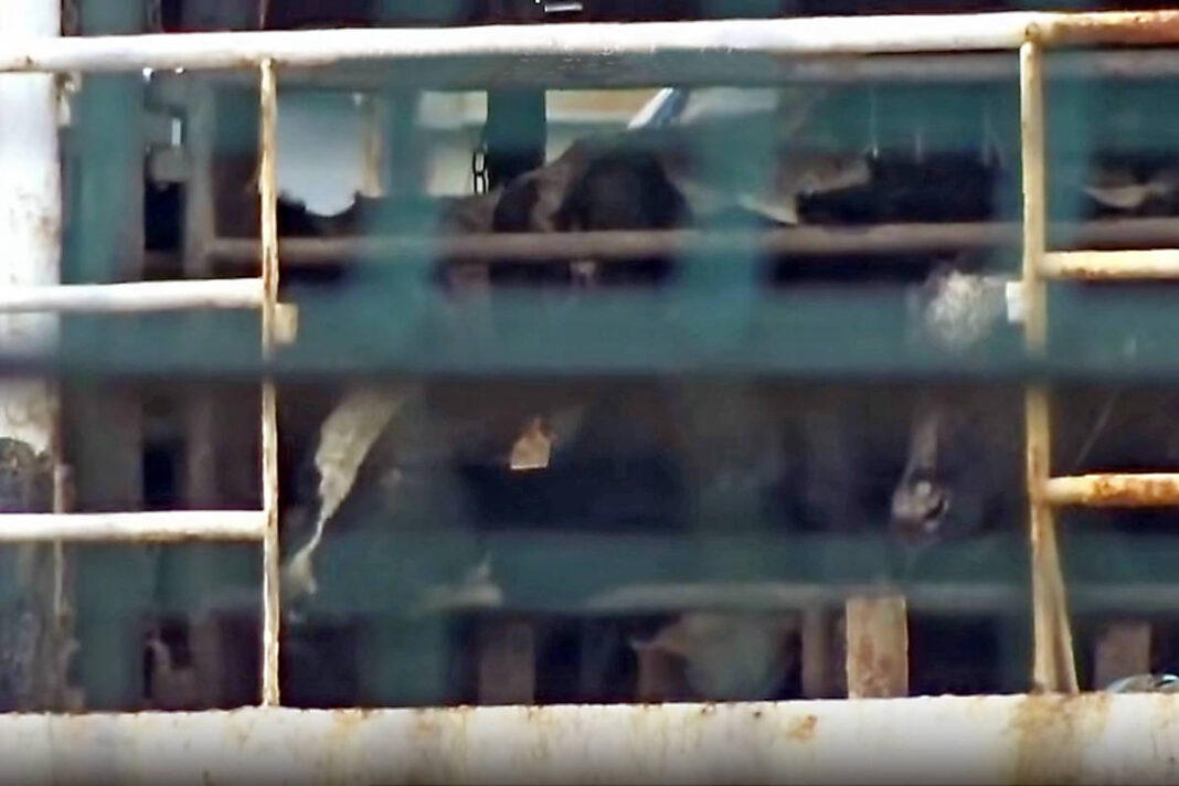 Vídeo: Navio está há dois meses no mar com 2.901 vacas – 21/11/2025 – Mercado