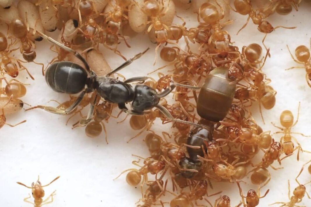 Formiga-rainha ‘usurpadora’ faz operárias matarem a mãe – 25/11/2025 – Ciência
