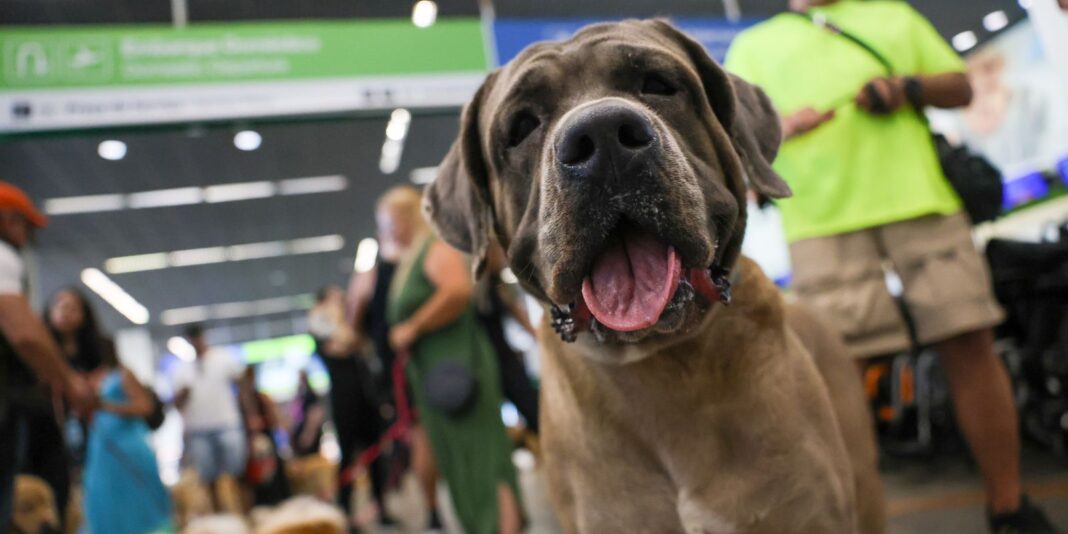 STF suspende lei sobre transporte aéreo de animais de apoio emocional