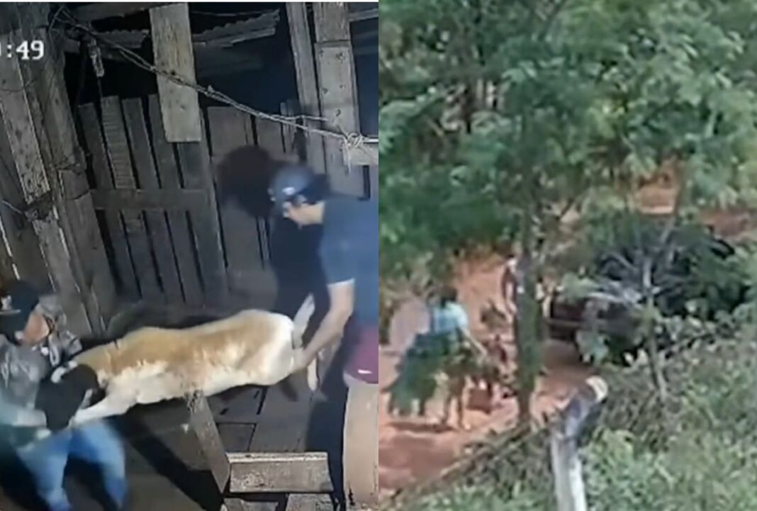 Bandidos armados invadem chácara para roubar animais