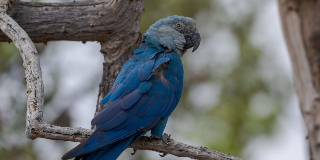 Ararinhas-azuis recapturadas testam positivo para vírus letal