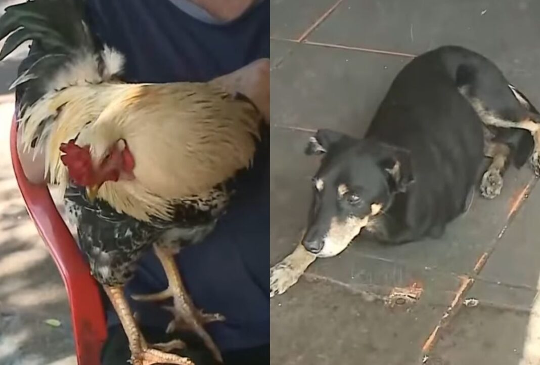 Bar no Paraná adota dupla de seguranças bem diferente