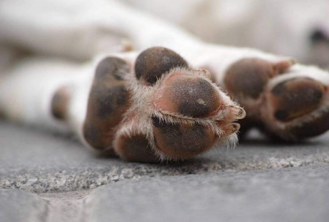 Cachorro morre após ficar pendurado em corrente em muro de casa
