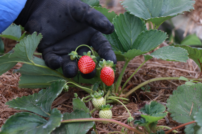 Produtor orgânico certificado pelo Tecpar tem juros reduzidos no Plano Safra