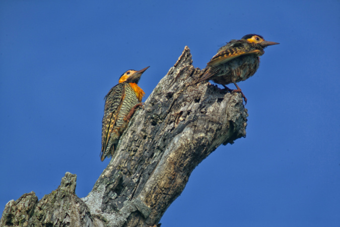 IAT divulga selecionados para novo ciclo do Programa de Conversão de Multas