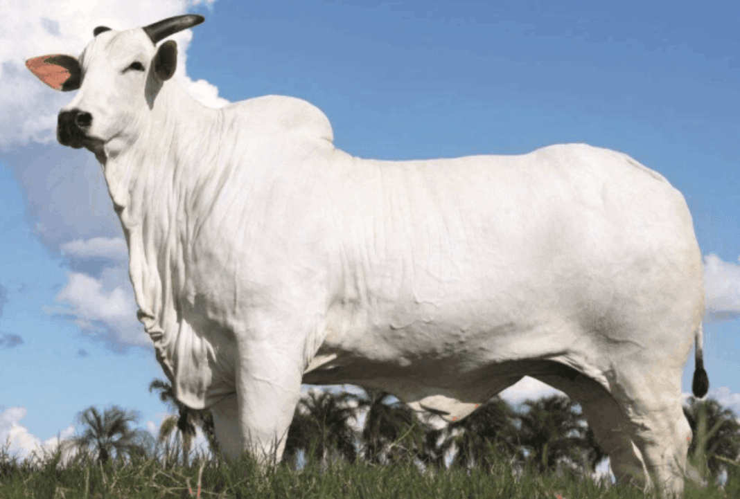 Vaca mais cara do mundo é vendida por R$54 milhões no Paraná