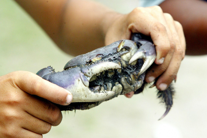 Captura do caranguejo-uçá começa dia 1º; IAT reforça regras e fiscalização
