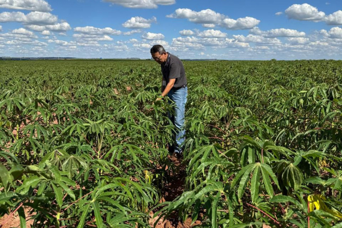 Adapar visita plantações e reforça orientações sobre vassoura-de-bruxa da mandioca