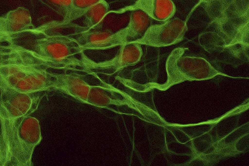 É mito que o cérebro para de se desenvolver aos 25 anos – 27/12/2025 – Ciência