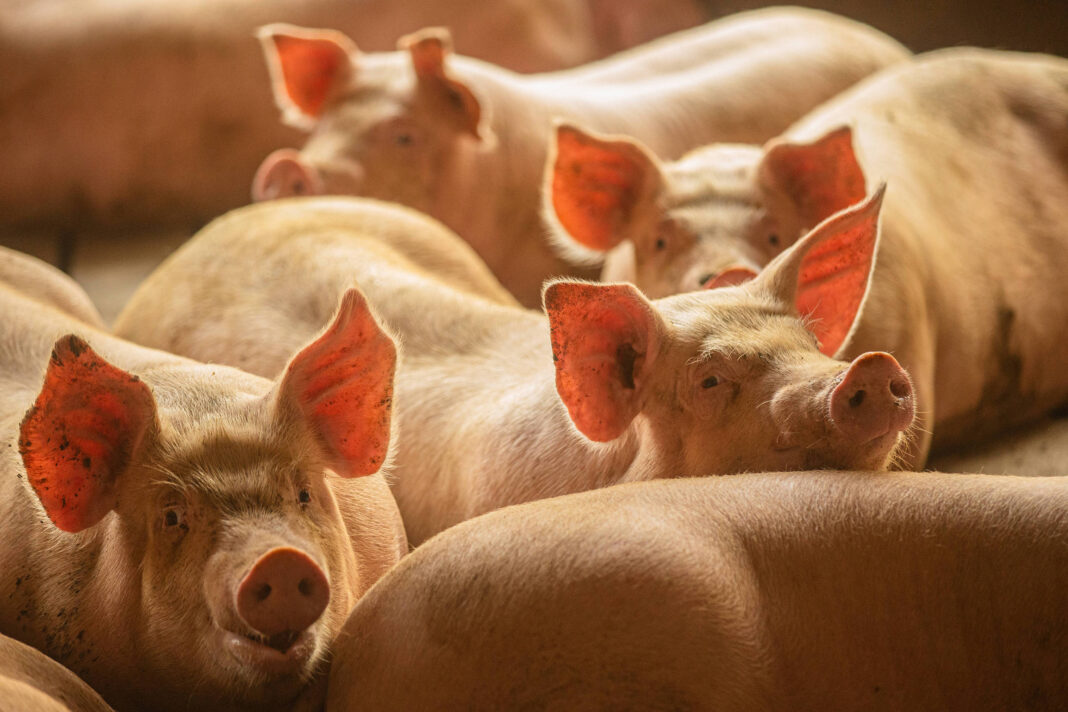 Espanha luta para proteger a indústria suína de surto – 01/12/2025 – Mercado