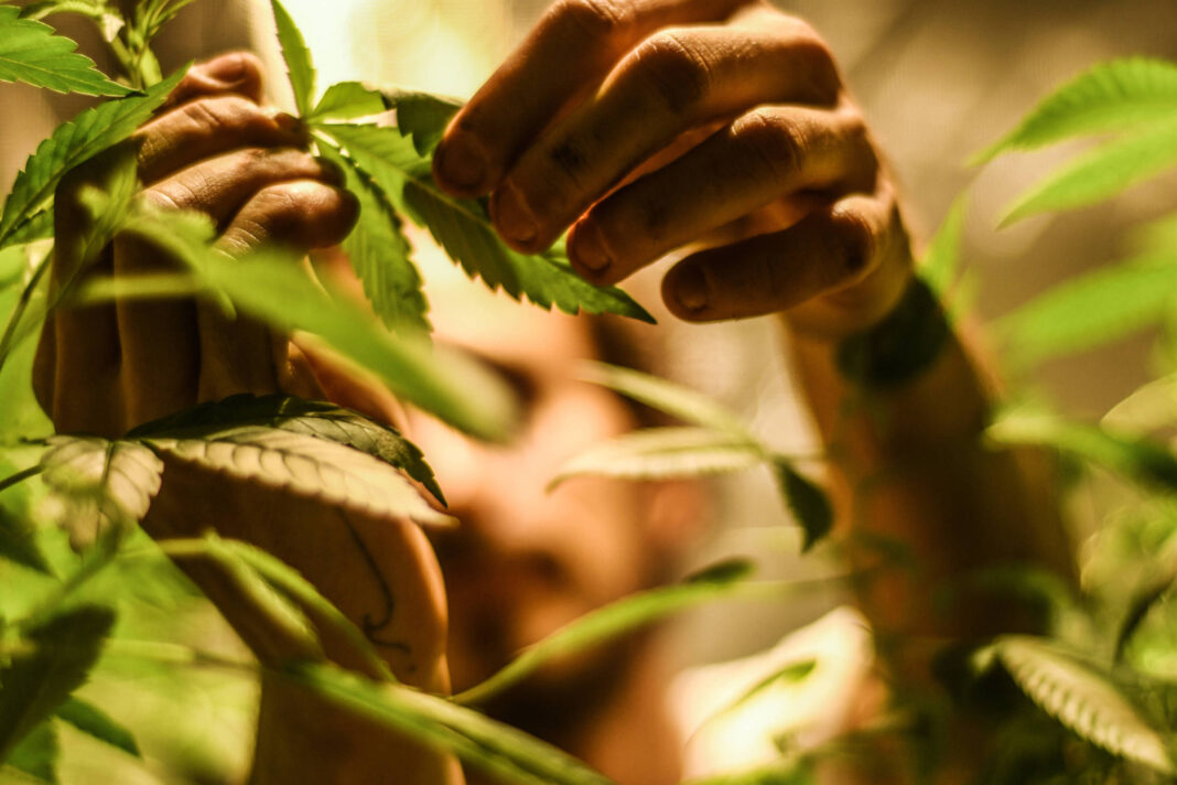 Cannabis mostra pouco benefício para transtornos mentais – 17/03/2026 – Equilíbrio e Saúde