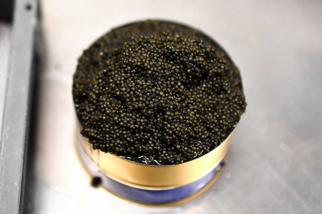 China vira referência na produção de caviar e foie gras – 26/12/2025 – Economia
