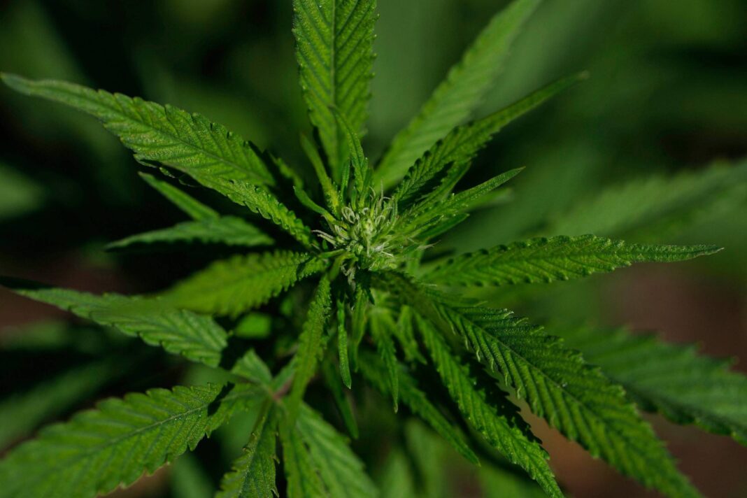 Personalidade pode ser fator no uso recreativo de Cannabis – 11/12/2025 – Equilíbrio