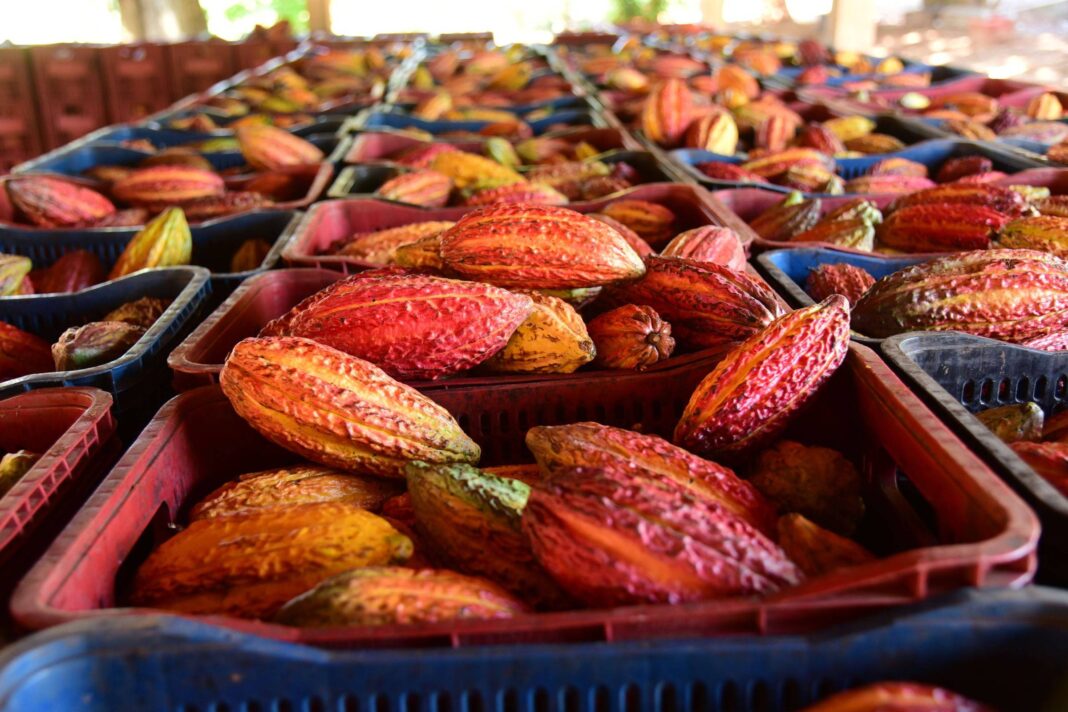 Culturas do açaí e do cacau se adaptam ao interior de SP – 30/12/2025 – Economia