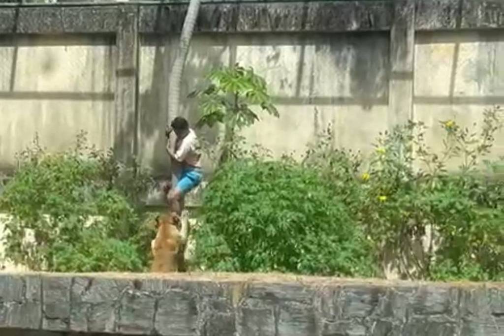 Jovem morto por leoa expõe falhas sobre esquizofrenia – 01/12/2025 – Equilíbrio e Saúde