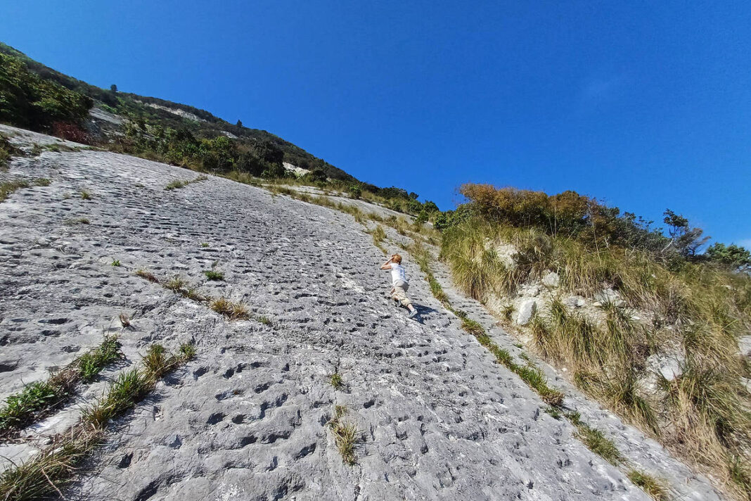 Tartarugas em fuga deixaram rastro de pegadas na Itália – 08/12/2025 – Ciência