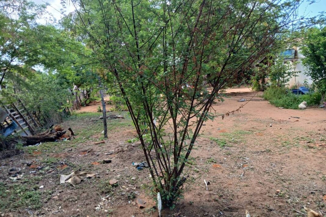 Crise do clima limita acesso de indígenas a planta sagrada – 25/12/2025 – Ambiente