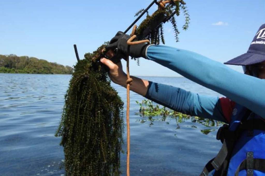 Plantas aquáticas travam turbinas de hidrelétrica – 26/12/2025 – Economia