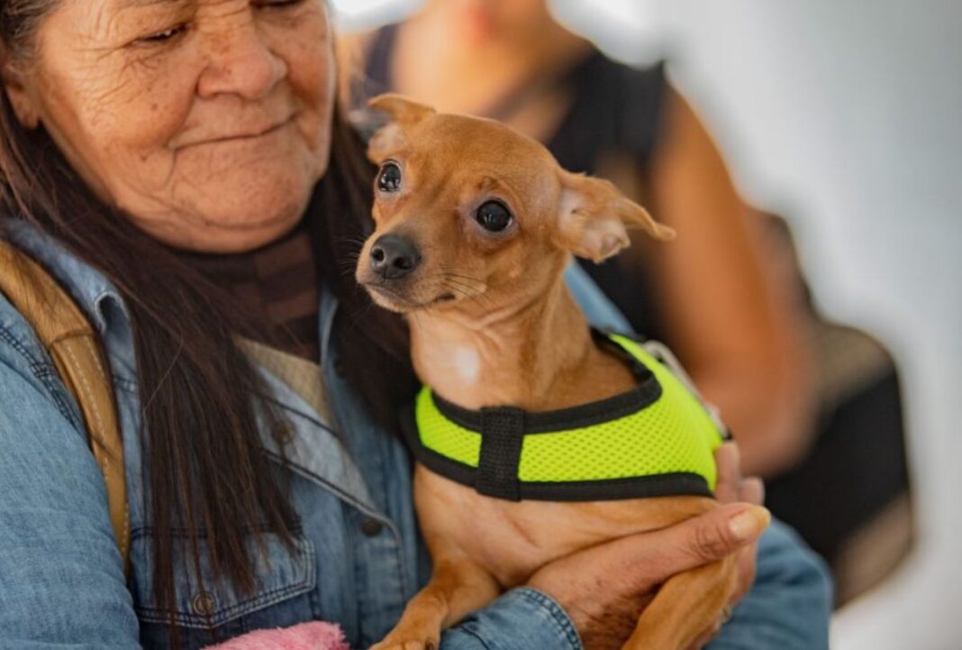 Castração gratuita volta à Grande Curitiba em dezembro; veja datas