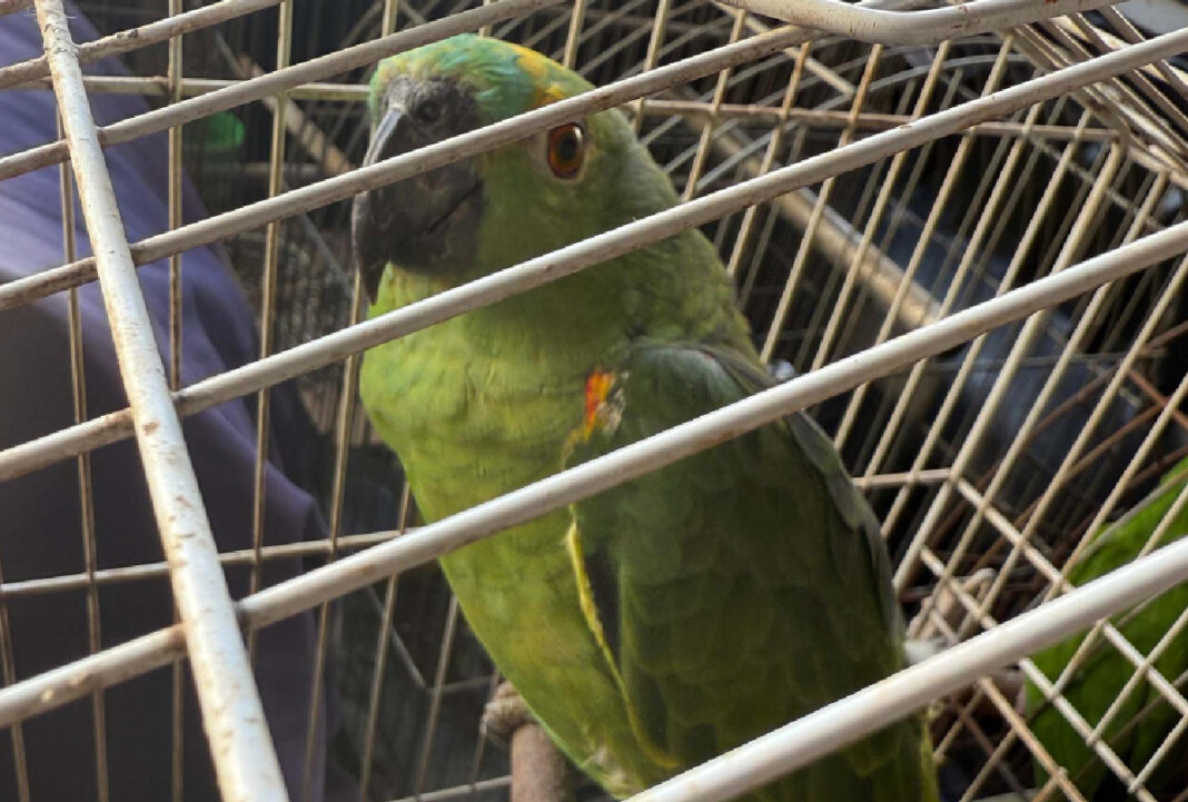 Polícia resgata 36 aves silvestres de cativeiro no Noroeste do Paraná