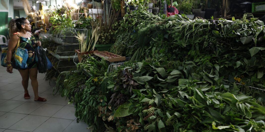 Erveiras se atualizam para atender a novas tradições de religiões afro