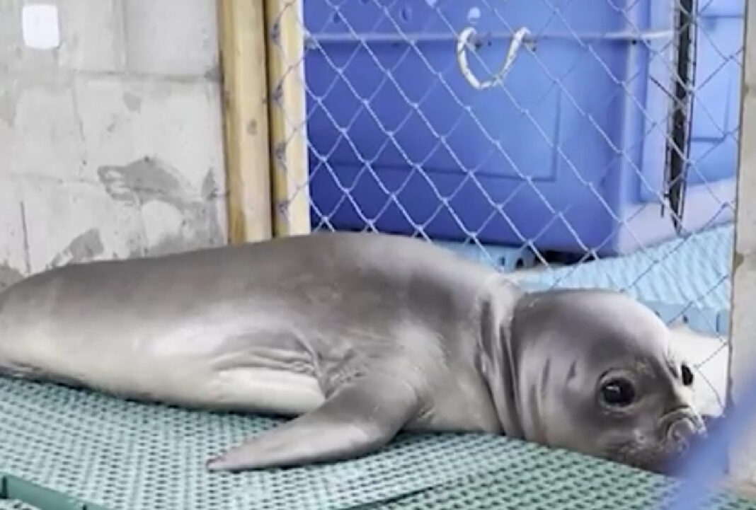 Filhote de elefante-marinho fica encalhado e é resgatado no Paraná