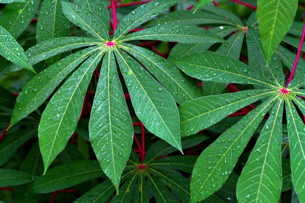 Sobras da mandioca derrubam custo da alimentação bovina