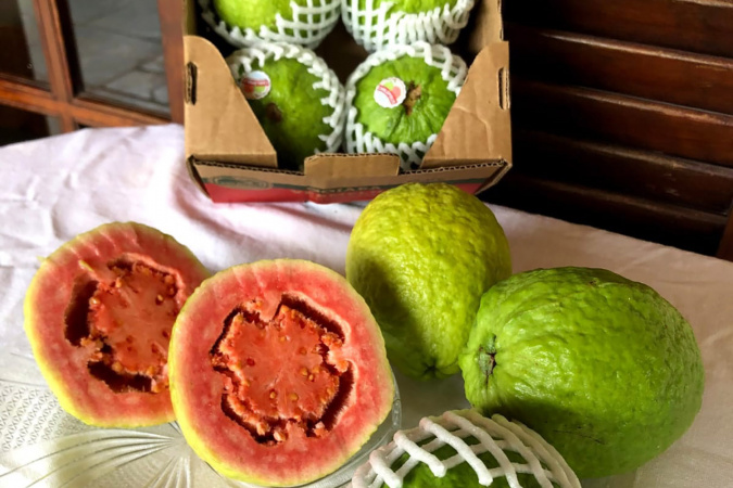 Com apoio do Estado, Carlópolis fez em 2025 a 1ª exportação direta de goiaba