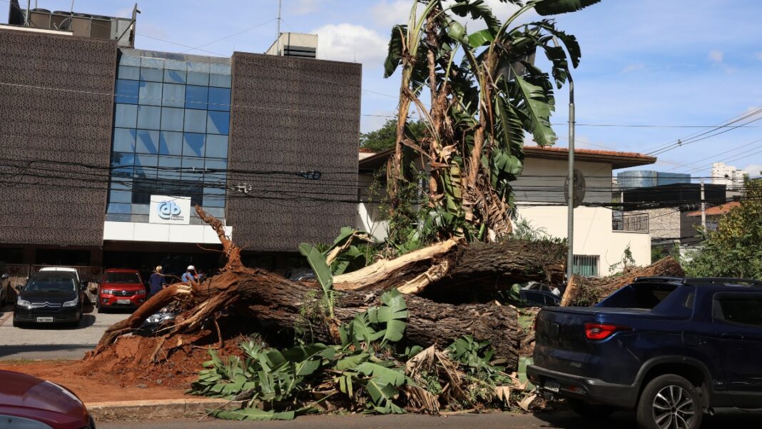 Enel sinaliza enterramento da rede elétrica em SP após ameaça de rompimento