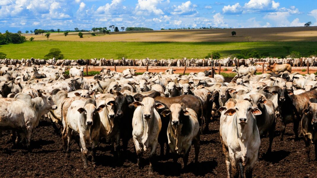 China impõe cota e tarifa de 55% em carne bovina do Brasil