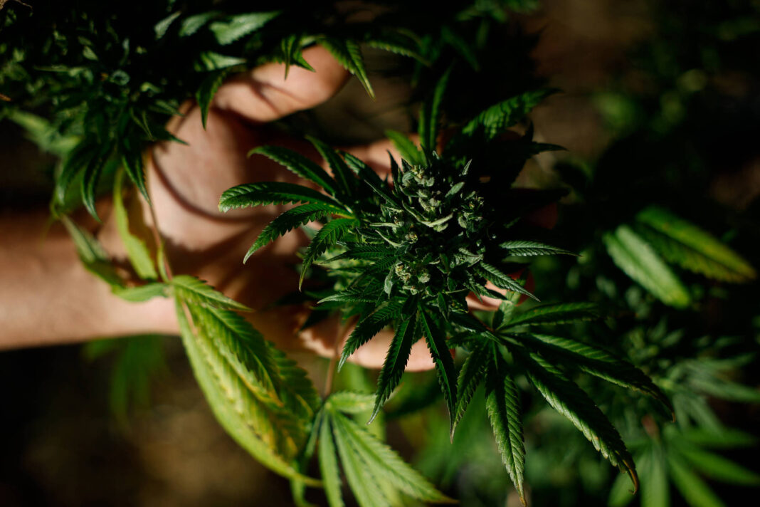 Associação quer cânabis medicinal em Fernando de Noronha – 11/01/2026 – Painel