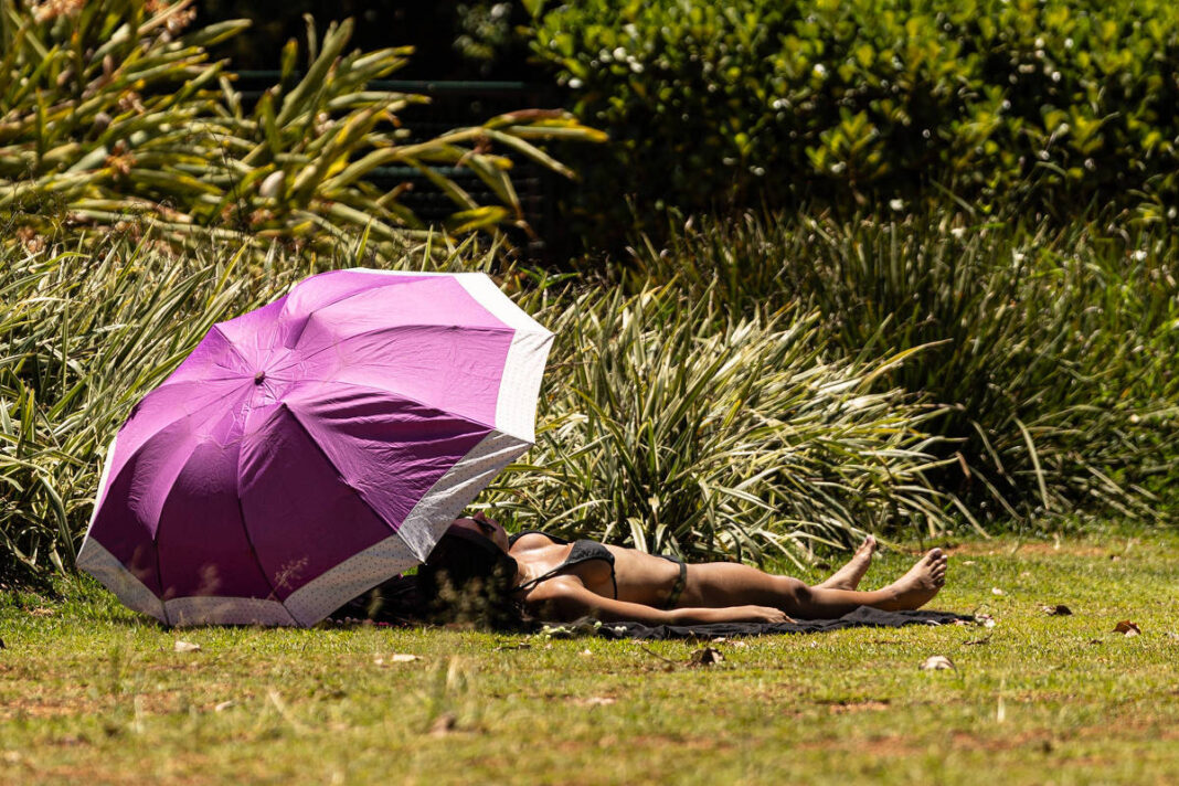 Mantenha a cabeça fria no verão – 01/01/2026 – Suzana Herculano-Houzel