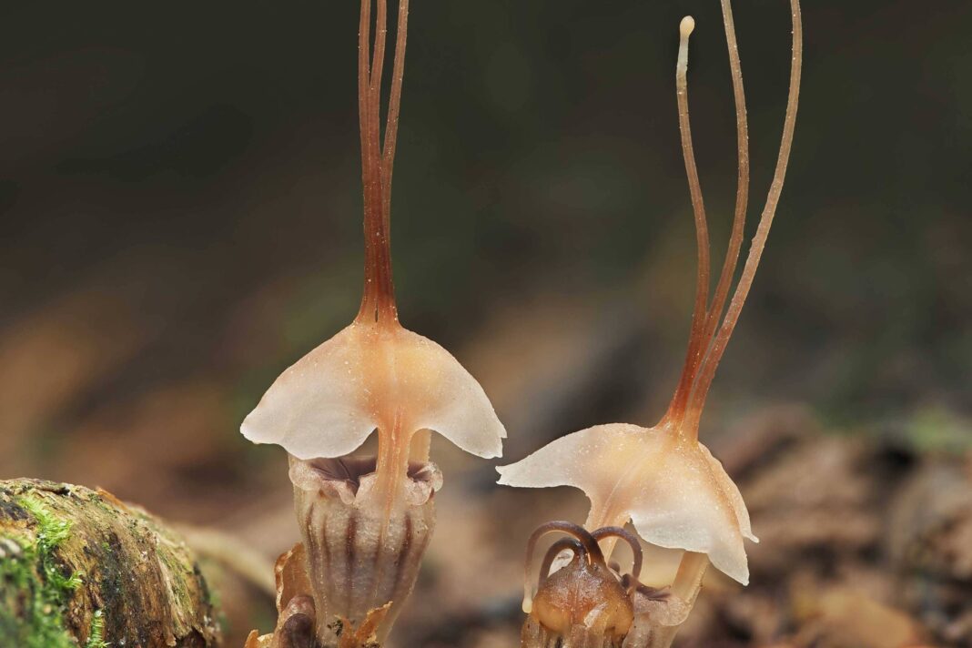Parasita, planta rouba sua energia e nutrientes de fungos – 09/01/2026 – Ciência