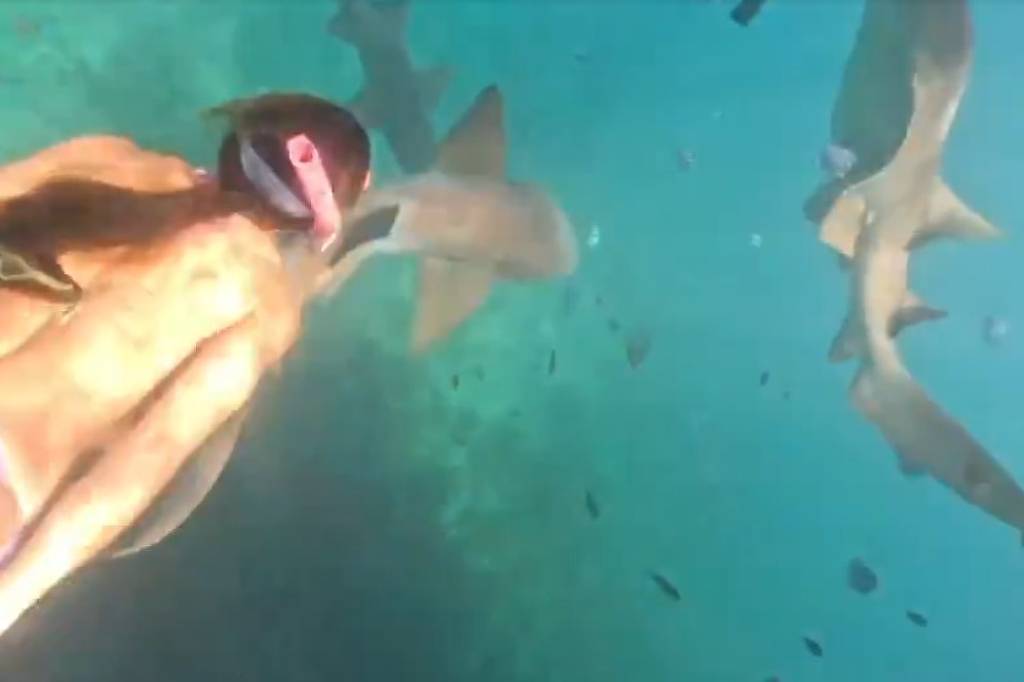 Turista é mordida por tubarão em Fernando de Noronha – 10/01/2026 – Cotidiano