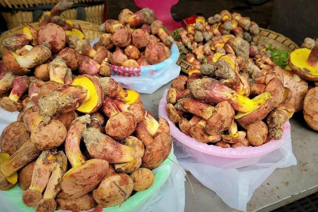 O misterioso cogumelo que faz as pessoas verem pessoinhas – 23/01/2026 – Equilíbrio e Saúde