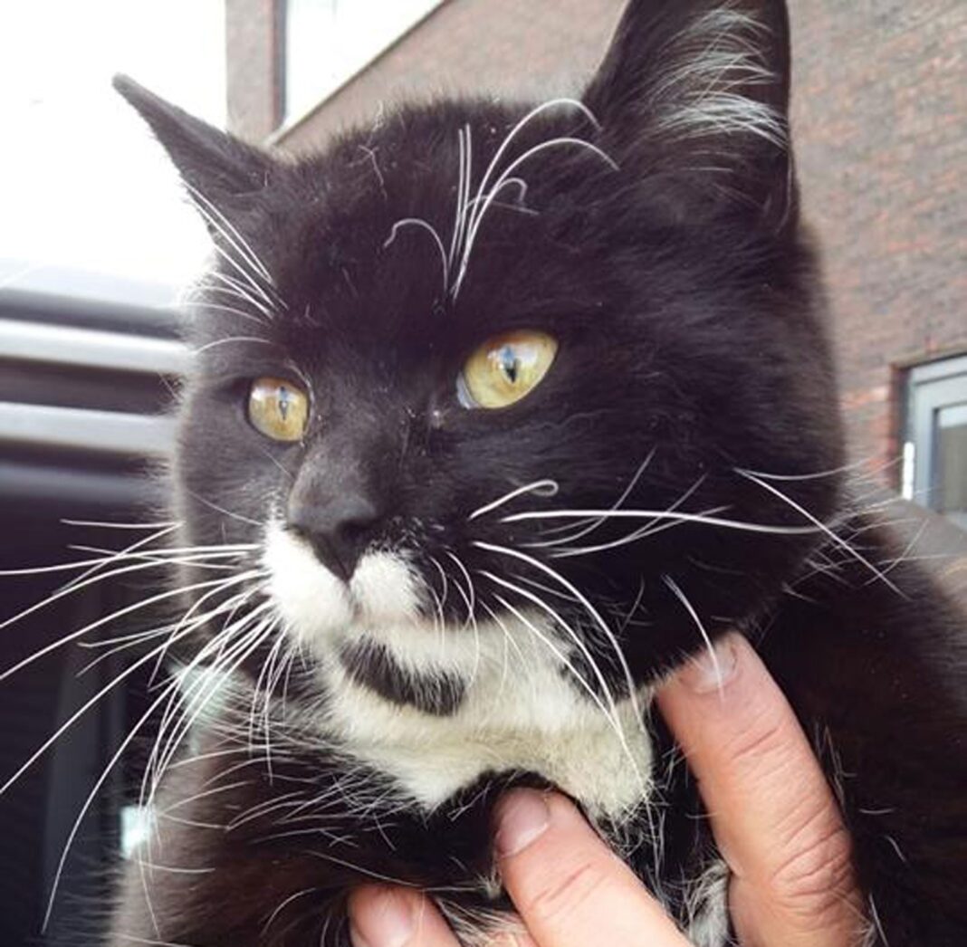 Gato 'pega carona' em caminhão e viaja quase mil quilômetros da Áustria à Holanda