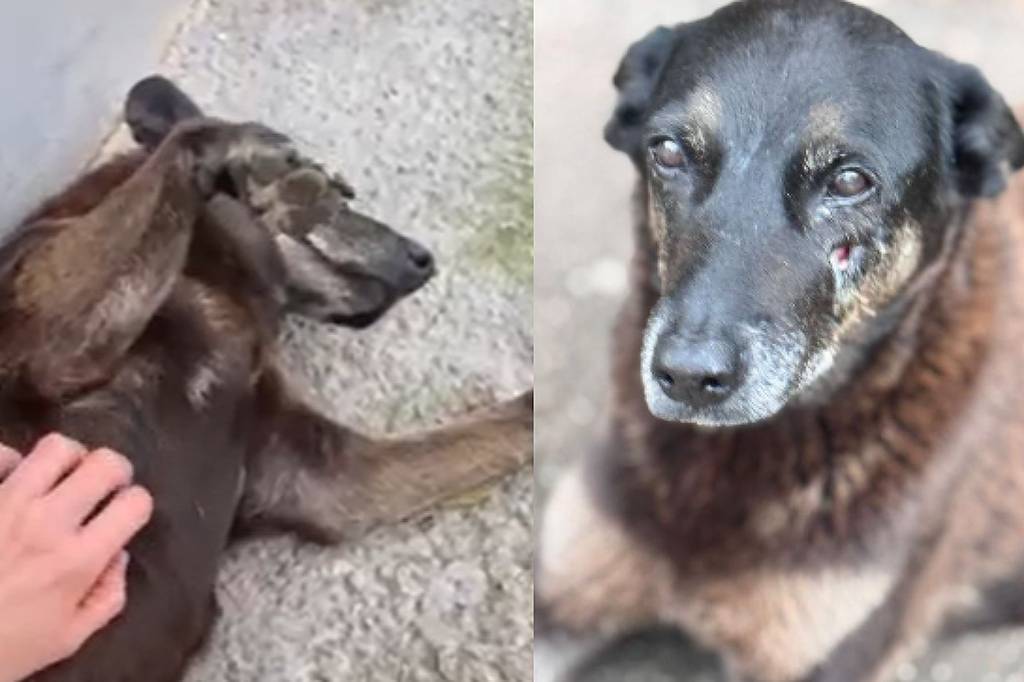 Cão Orelha: Como agir se seu filho comete ato de violência – 06/02/2026 – Equilíbrio