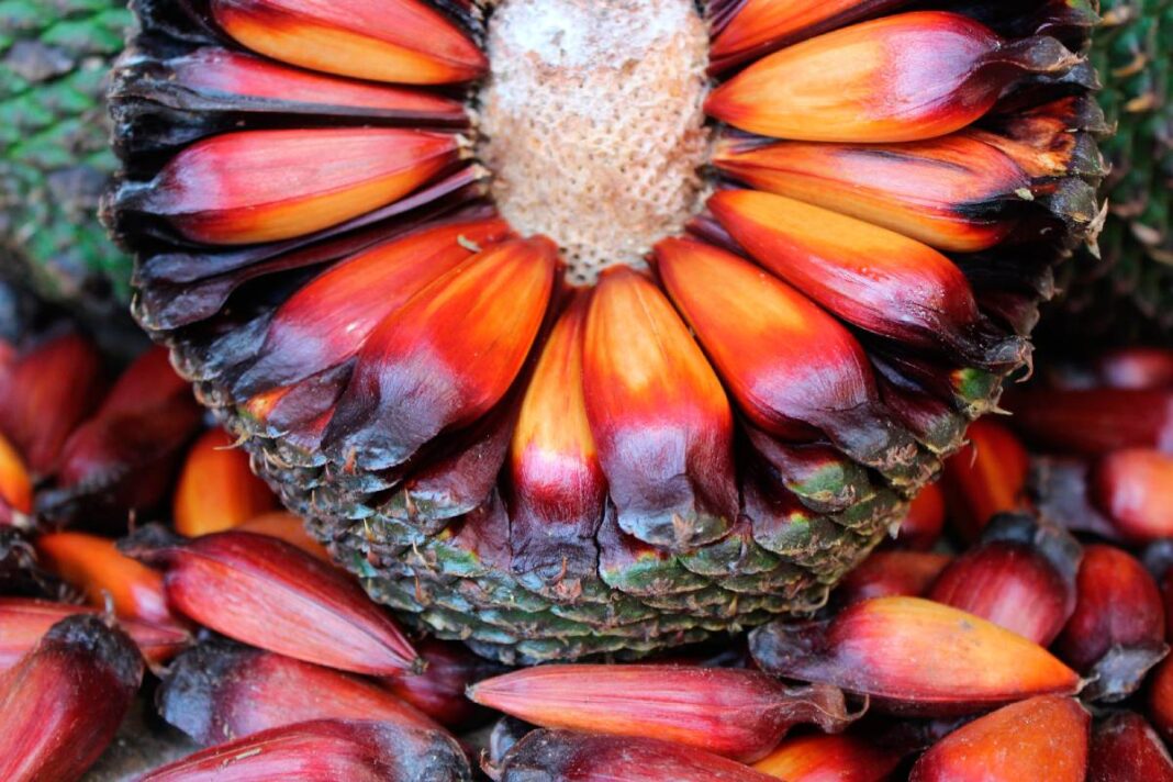 Temporada do pinhão é adiada no Paraná; entenda